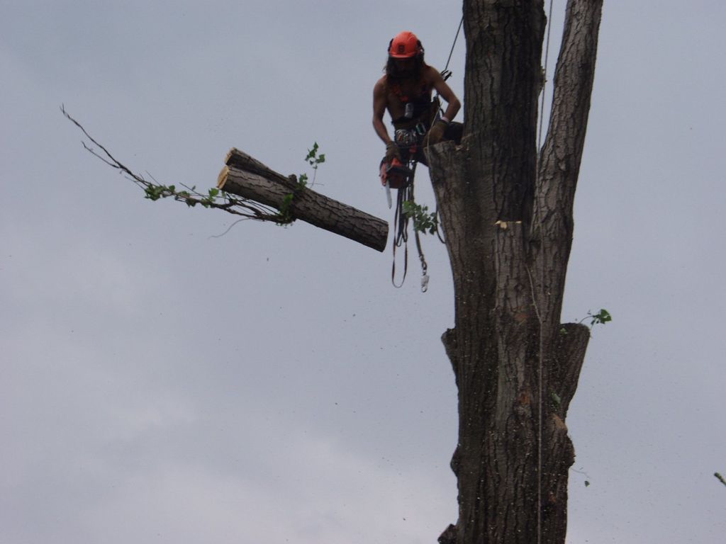 How to Hire a Tree Removal Service