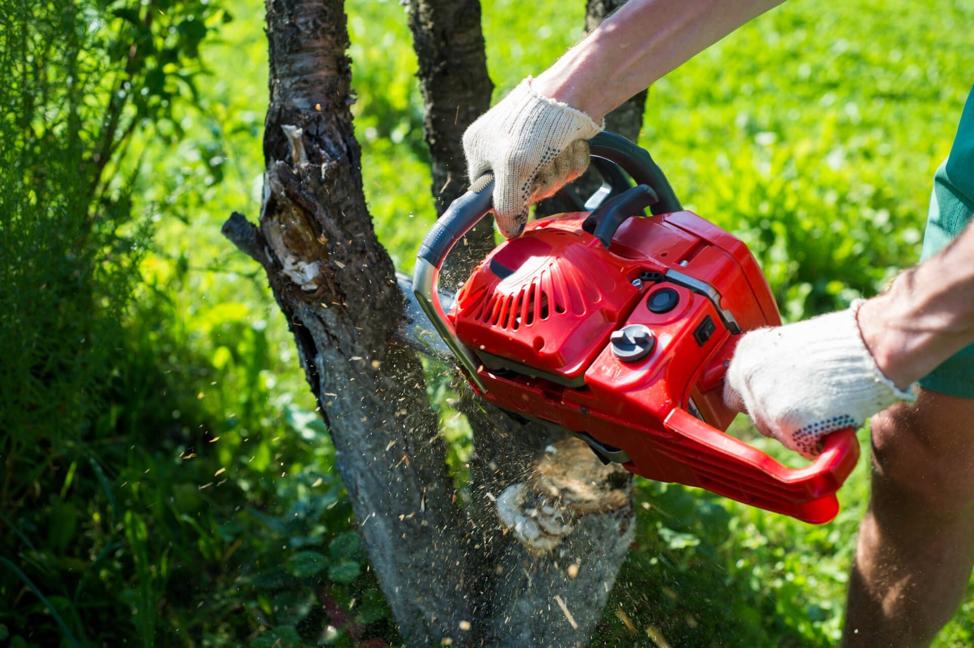 Growing Strong: Finding Reliable Tree Services in Irvine, CA